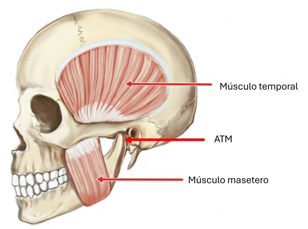 articulacion temporomandibular, ATM, dolor mandibular, osteoartritis ATM, bruxismo